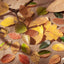 Good day Champs deciduous series leaf shape decorative paper handicraft art labor DIY art decoration - CHL-STORE 