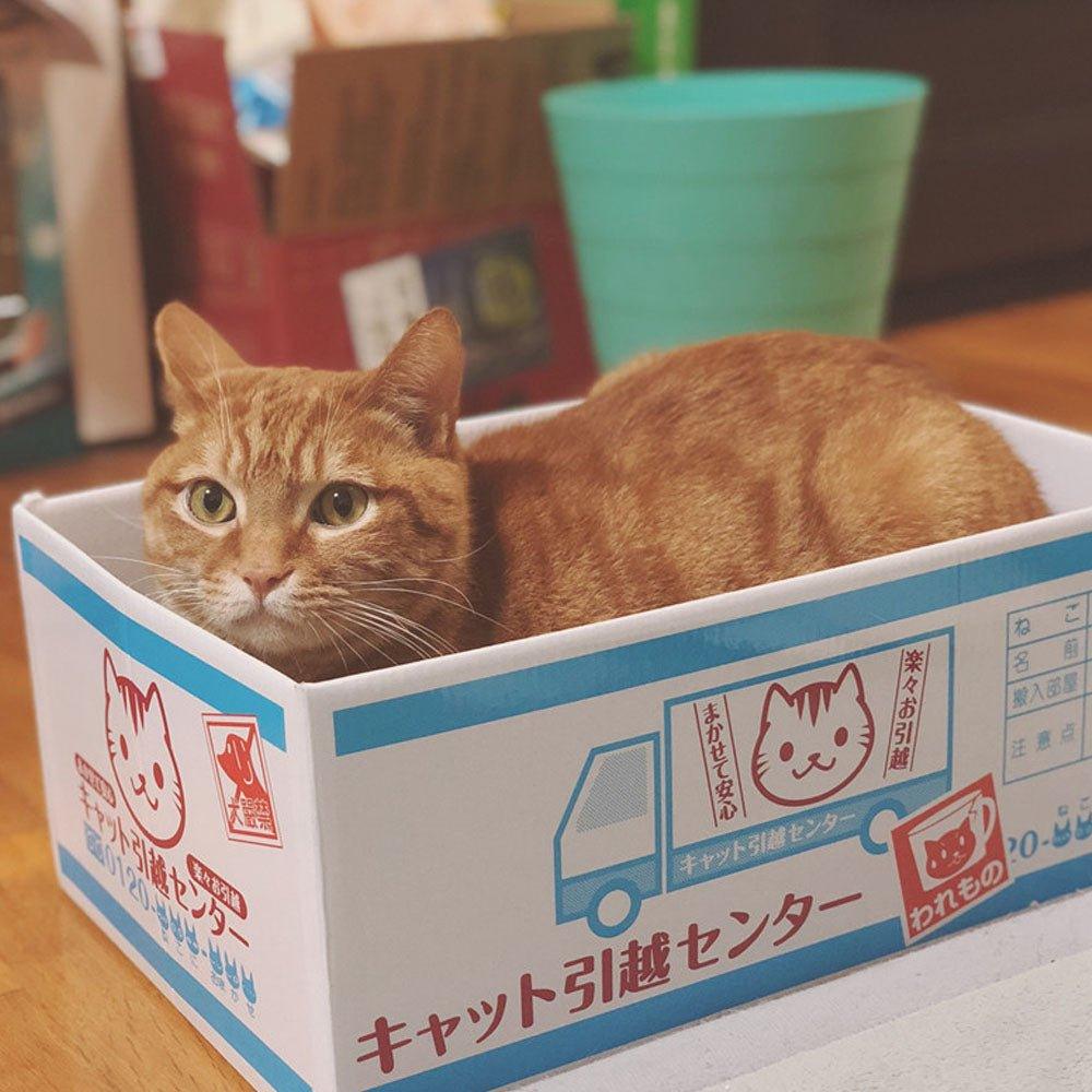 Japanese carton shape Folding cat scratching box Claw grinding board NP-H7TOA-904 - CHL-STORE 